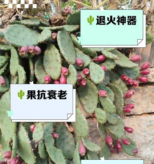 仙人掌怎么养才能更好的生长？如何促进仙人掌健康生长？
