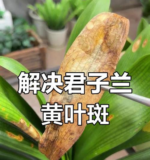君子兰叶片出现圆斑点如何处理？