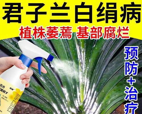 君子兰叶片出现圆斑点如何处理？