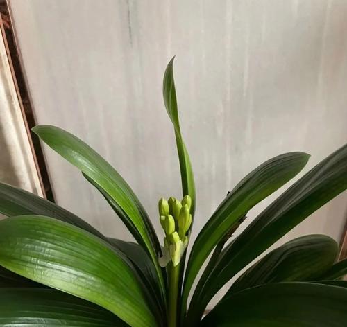 君子兰鲜花养护方法是什么？如何保持花期更长？