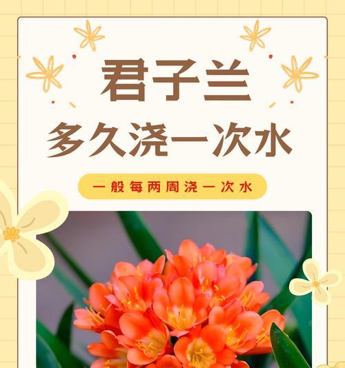 君子兰鲜花养护方法是什么？如何保持花期更长？