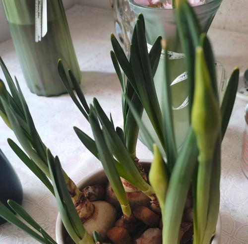仙人球花苞长花蕊出来怎么回事？花苞长花蕊的正常过程是怎样的？