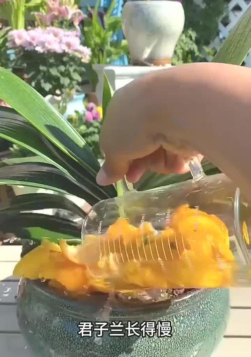 君子兰不开花怎么办？不使用药物的解决方法是什么？