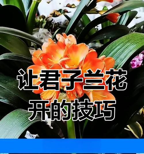 君子兰不开花怎么办？不使用药物的解决方法是什么？