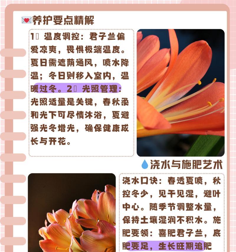君子兰多年不开花是什么原因？如何解决？