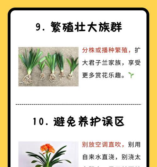 君子兰多年不开花是什么原因？如何解决？