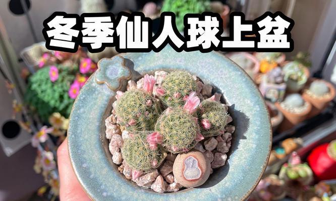 明暗城仙人球的养护技巧是什么？常见问题有哪些？