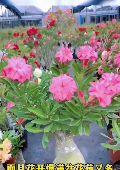 沙漠玫瑰花馨香的养护要点是什么？