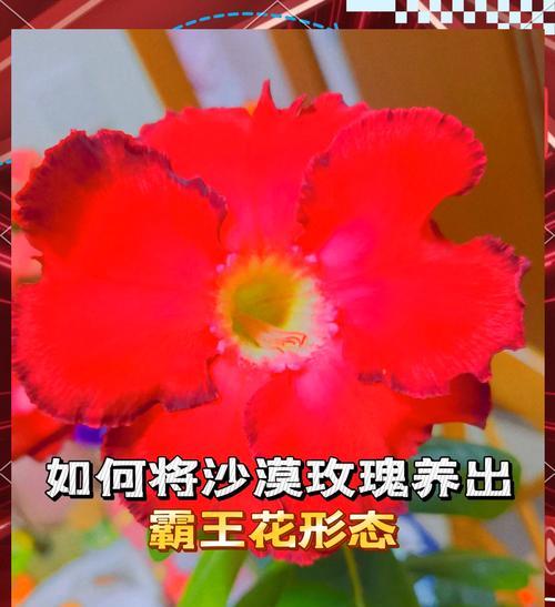 沙漠玫瑰花馨香的养护要点是什么？