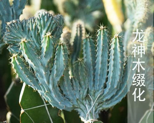 如何识别假仙人球品种？辨别真假仙人球的方法是什么？