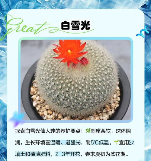 如何识别假仙人球品种？辨别真假仙人球的方法是什么？