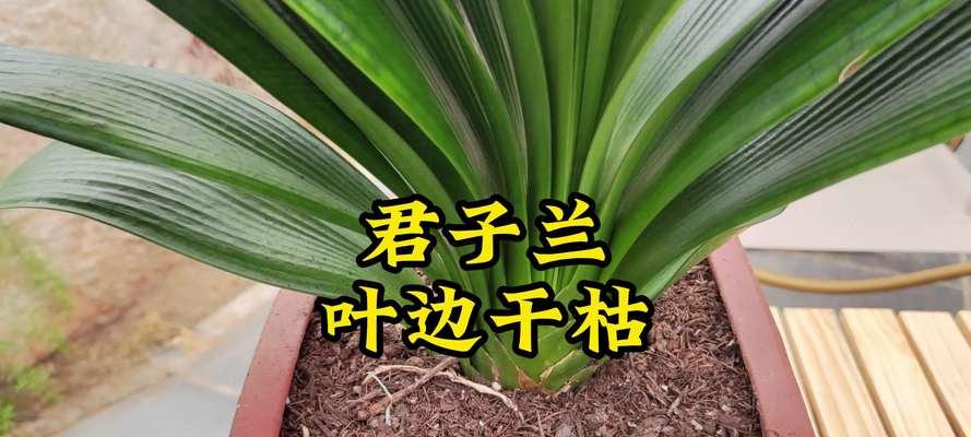 君子兰叶片发黄原因？如何恢复其绿色？