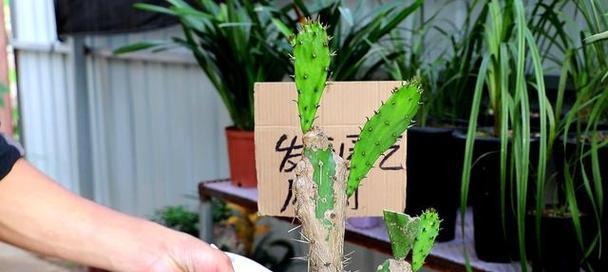 盆栽仙人掌长成树的处理方法和后续养护是什么？