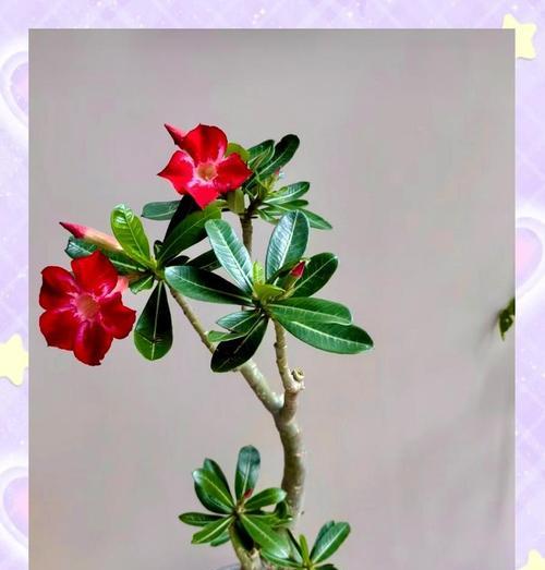 沙漠玫瑰花寒梅的养护技巧是什么？
