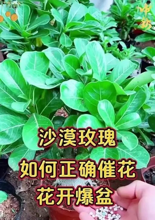 沙漠玫瑰花寒梅的养护技巧是什么？