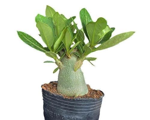 沙漠玫瑰花寒梅的养护技巧是什么？