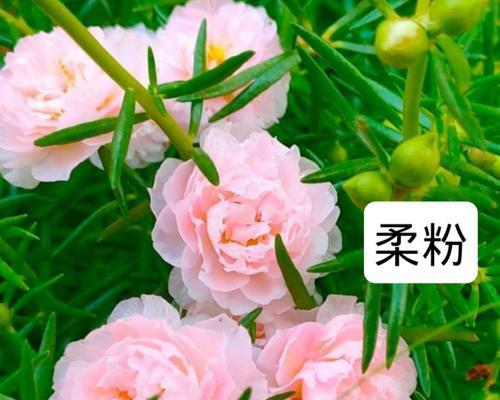君子兰重瓣杂交规律是什么？如何进行有效的杂交？