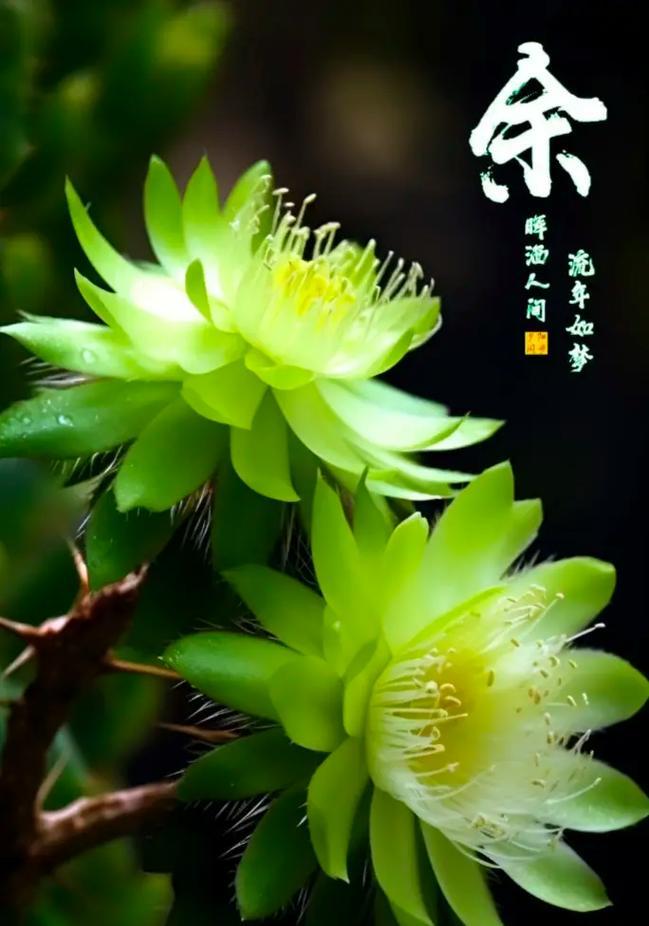 仙人球开花的原因是什么？