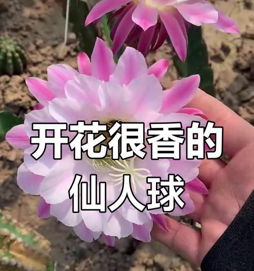 仙人球开花的原因是什么？