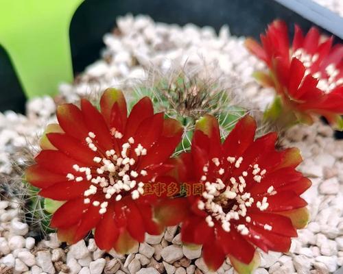 宝山类仙人球如何促进开花？