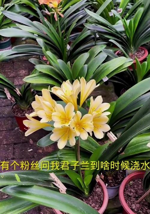 君子兰浇水不透的原因是什么？