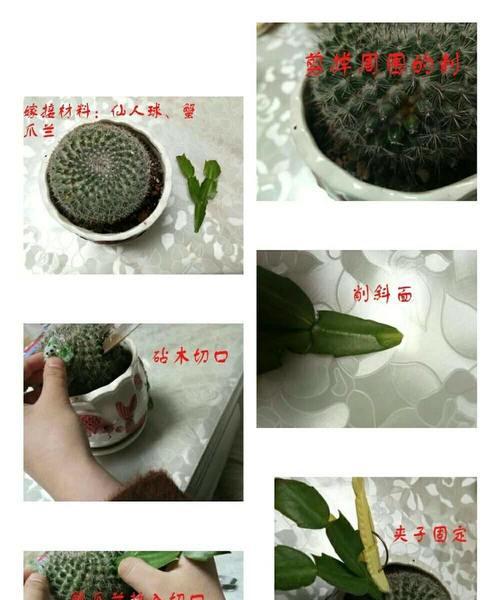 仙人球小籽扦插提高成活率的秘诀是什么？