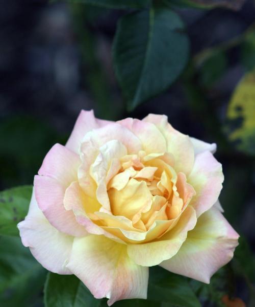 黄玫瑰花小苗的养护方法有哪些？黄玫瑰花小苗如何快速生长？