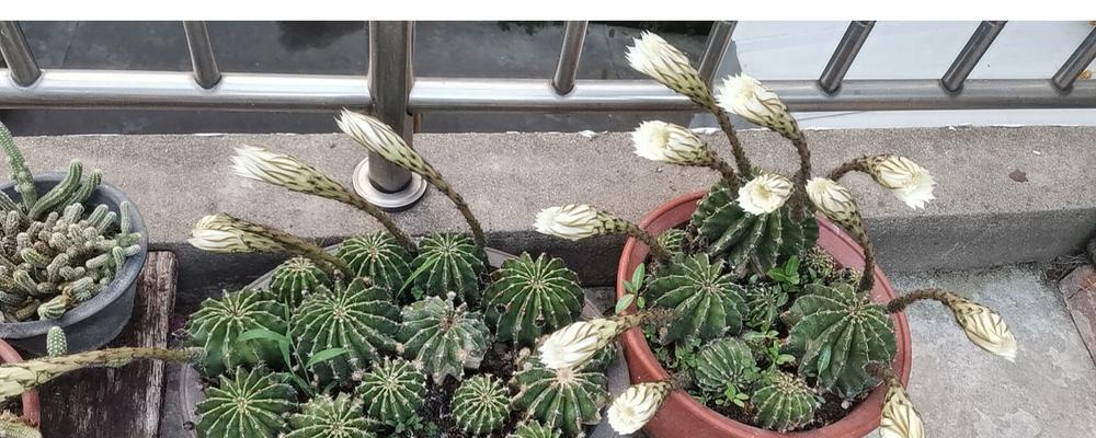 仙人球侧芽如何生根？长根的最佳条件是什么？