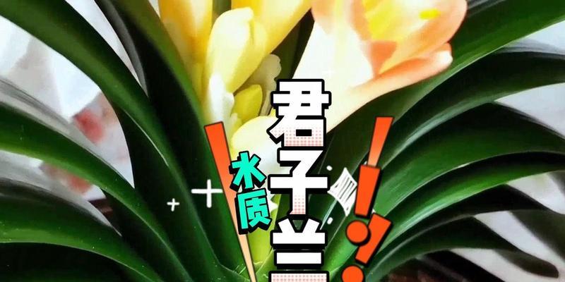 君子兰换土杀菌后多久可以浇水？正确的浇水时间是？