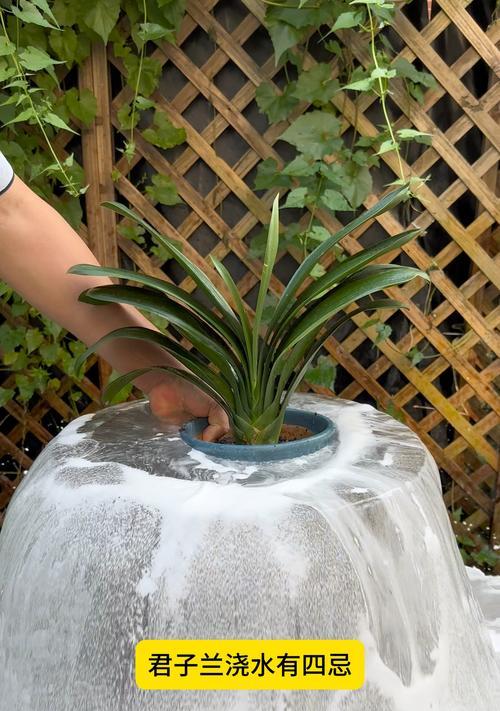 君子兰换土杀菌后多久可以浇水？正确的浇水时间是？