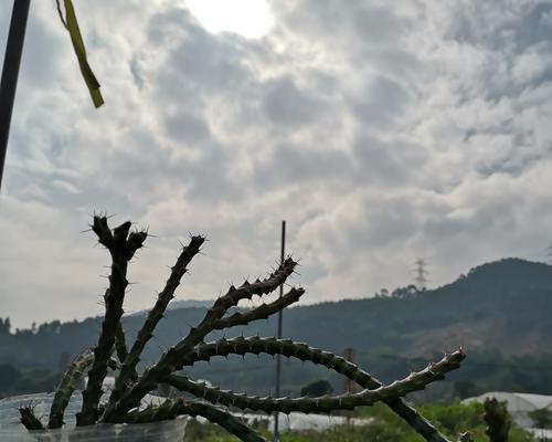 三角大戟仙人掌的浇水技巧是什么？如何避免浇水不当？