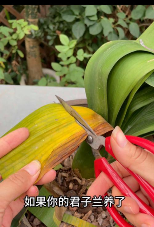 君子兰怕水吗？不开花的原因可能是什么？