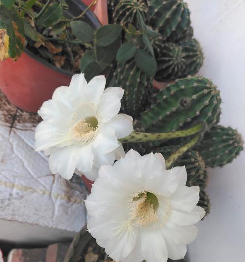哪种仙人球的花朵最大？