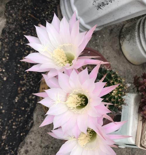 哪种仙人球的花朵最大？