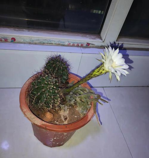 哪种仙人球的花朵最大？