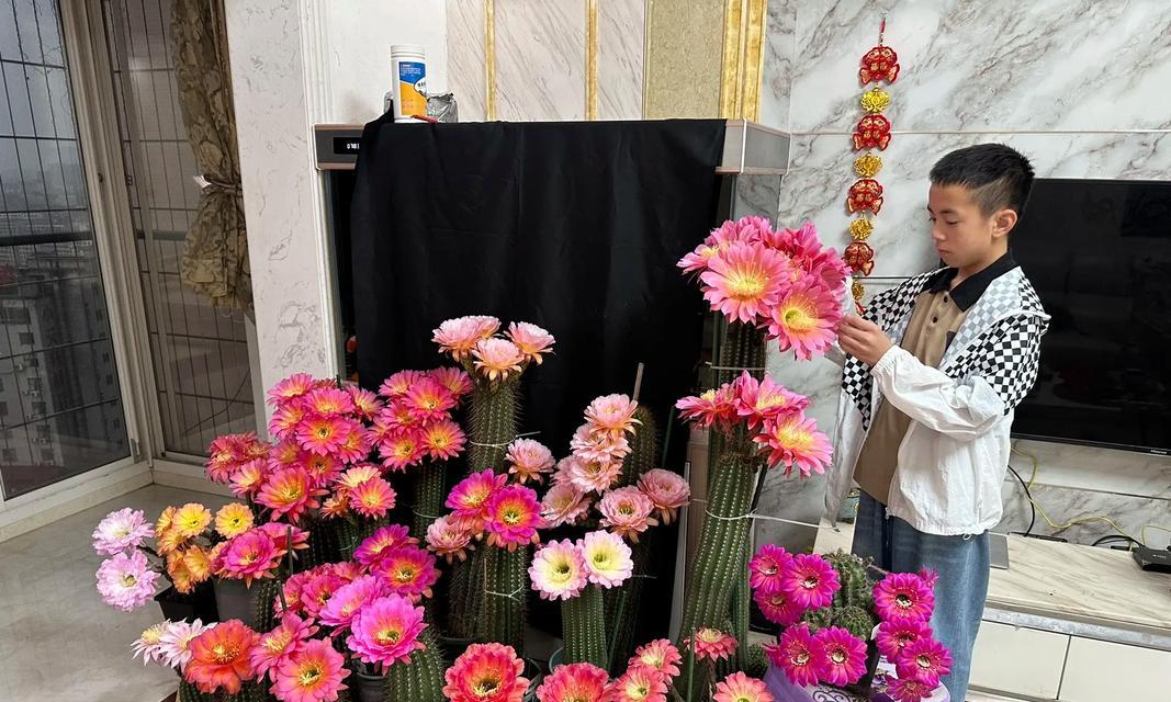 仙人球在通风处能否开花？开花的条件是什么？