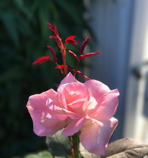 花艺白玫瑰花的养护和保养方法是什么？如何保持新鲜？