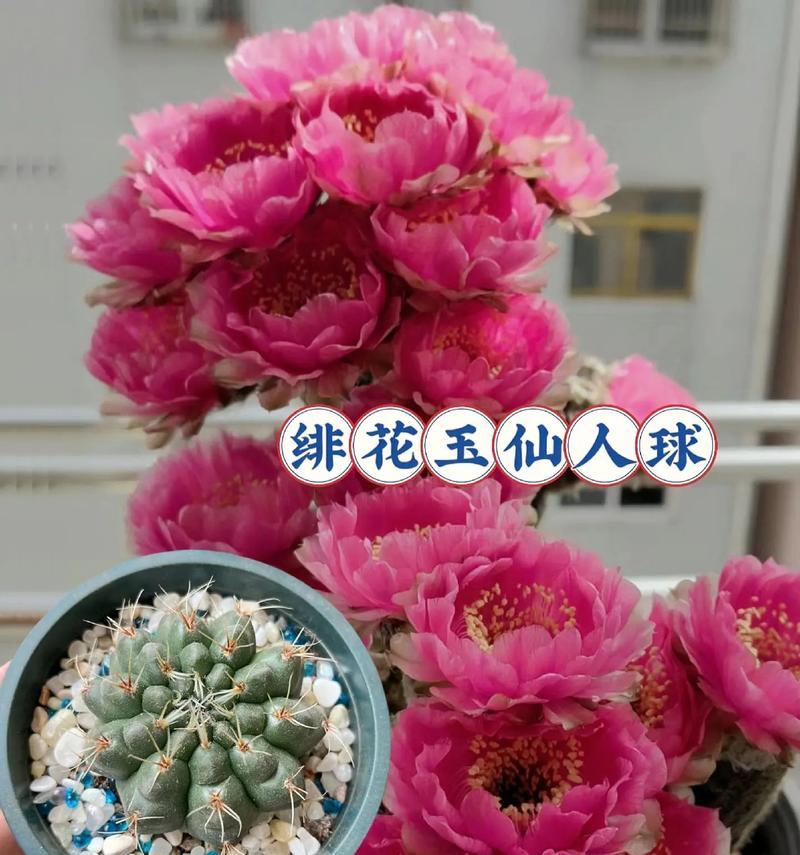 仙人球金星开花频繁怎么办？如何控制？