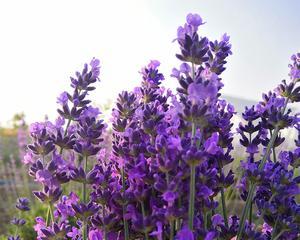 带花苞的紫色君子兰名称是什么？