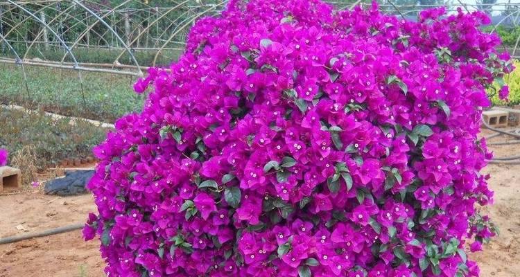 带花苞的紫色君子兰名称是什么？