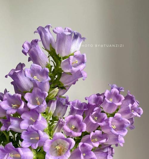 带花苞的紫色君子兰名称是什么？