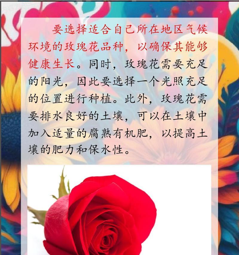 玫瑰花施肥的正确方法是什么？
