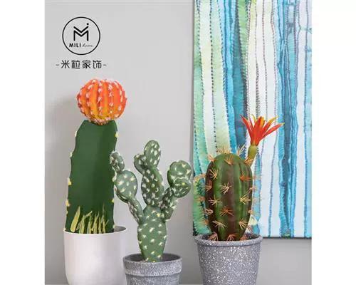 小盆栽仙人掌适合桌面摆放吗？