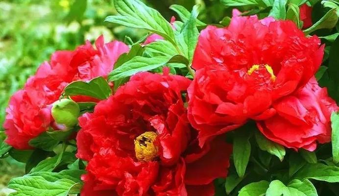 牡丹花新到家的养护方法是什么？怎样帮助其快速适应新环境？