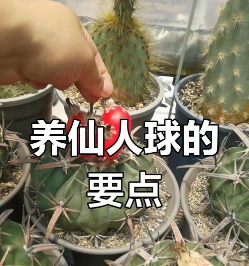 如何养护仙人球使其开花？