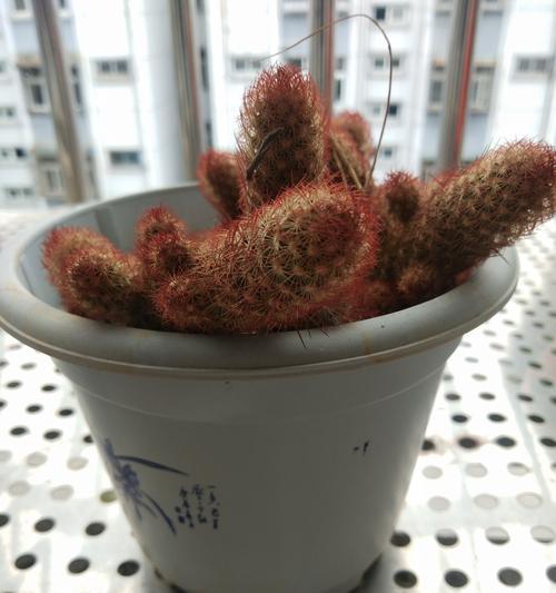 如何养护仙人球使其开花？