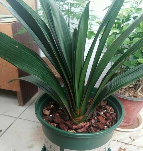 君子兰全部开花是好现象吗？原因是什么？