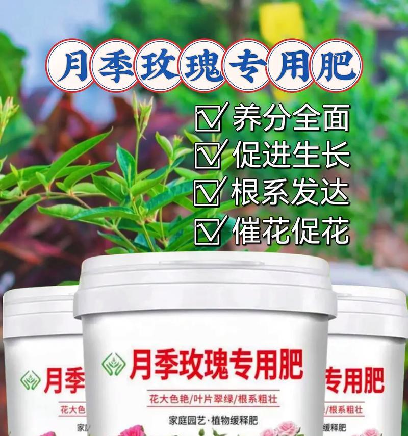 北方玫瑰花浇水的最佳时间是什么时候？如何判断？