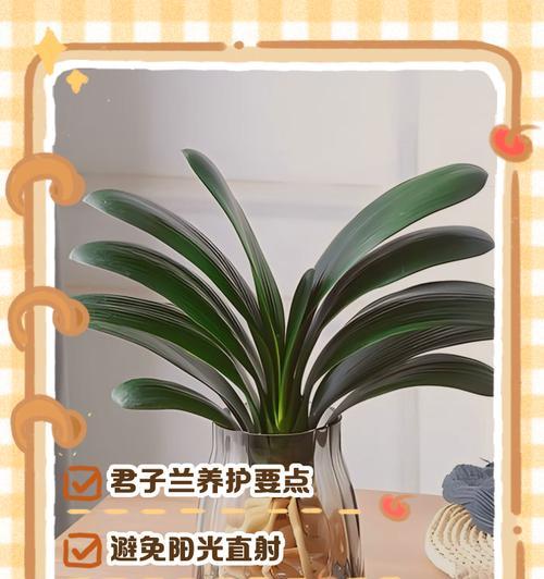 君子兰小猫咪的养护要点有哪些？