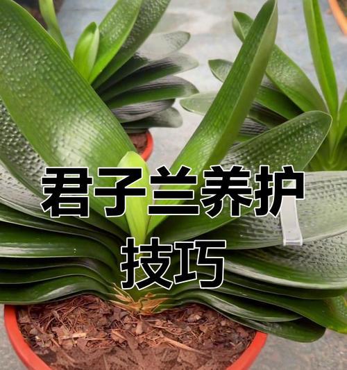 君子兰如何养护才能长势良好？有哪些秘诀？